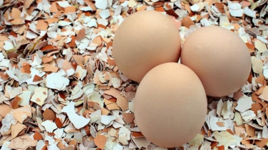 Ako využiť škrupiny z vajíčok? Domáci poklad, ktorý už nevyhodíte